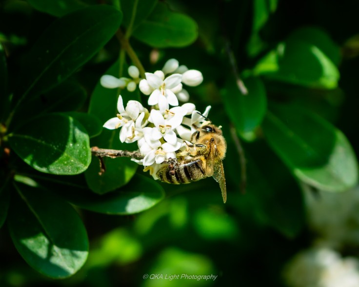 Polinator Series Busy Bees-715998-2019.06.22